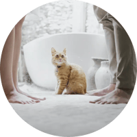 divorcio custodia animales-modified
